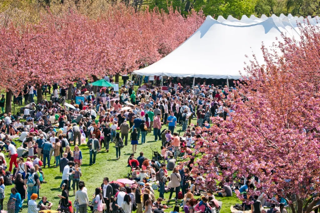 Crowds enjoying a hanami picnic under cherry blossoms during the Sakura Matsuri Festival 2026 in Ueno Park