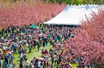 Crowds enjoying a hanami picnic under cherry blossoms during the Sakura Matsuri Festival 2026 in Ueno Park
