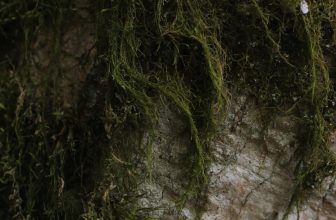 Chichibu Night Festival