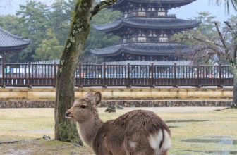 Nara 2026 Guide: Ancient Temples and Friendly Deer in Japan