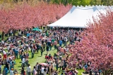 Sakura Matsuri Festival 2026: The Ultimate Guide to the World’s Best Cherry Blossom Celebrations
