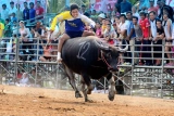Wing Kwai Festival 2026 Guide : The Ultimate Guide to Thailand’s Buffalo Racing Festival