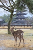 Nara 2026 Guide: Ancient Temples and Friendly Deer in Japan