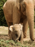 Surin Elephant Round-up 2026: Thailand’s Grand Heritage Event